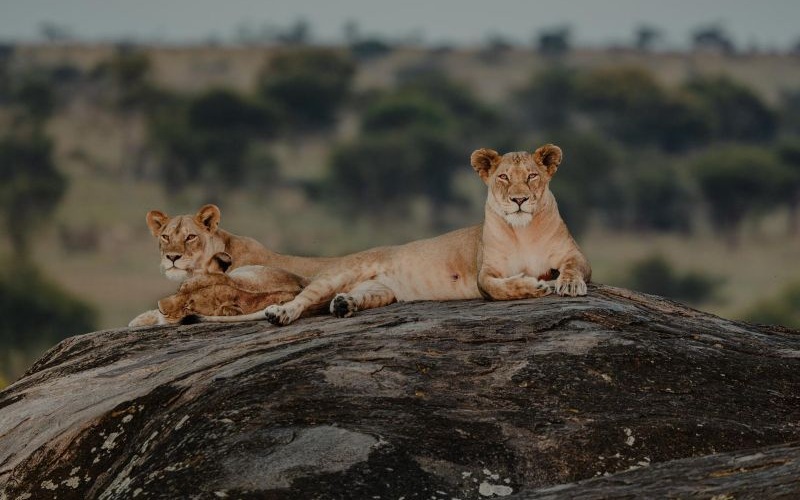 Wilderness Usawa Serengeti
