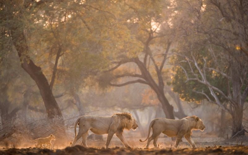 Wilderness Chikwenya