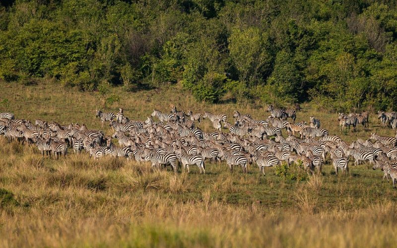 Soroi Luxury Migration Camp