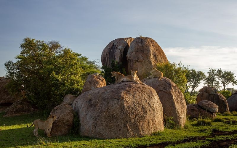 Wilderness Usawa Serengeti