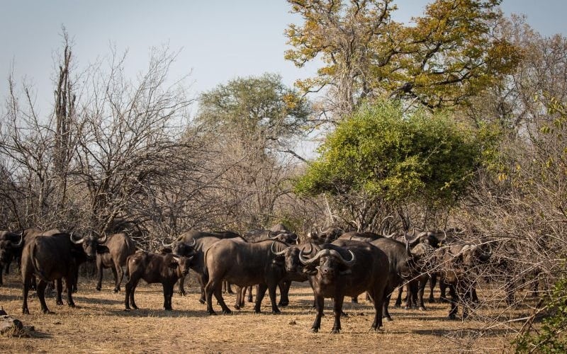 Wilderness Chikwenya