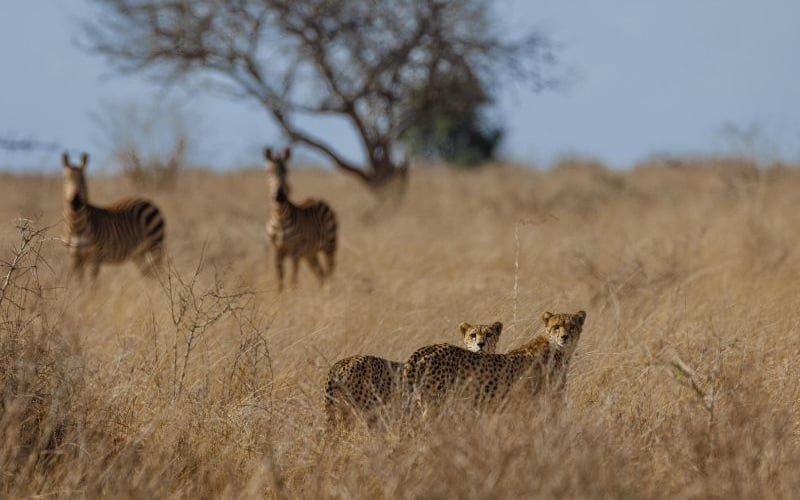 Soroi Cheetah Tented Camp