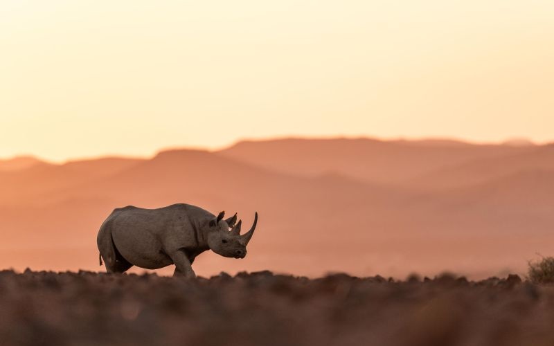 Desert Rhino