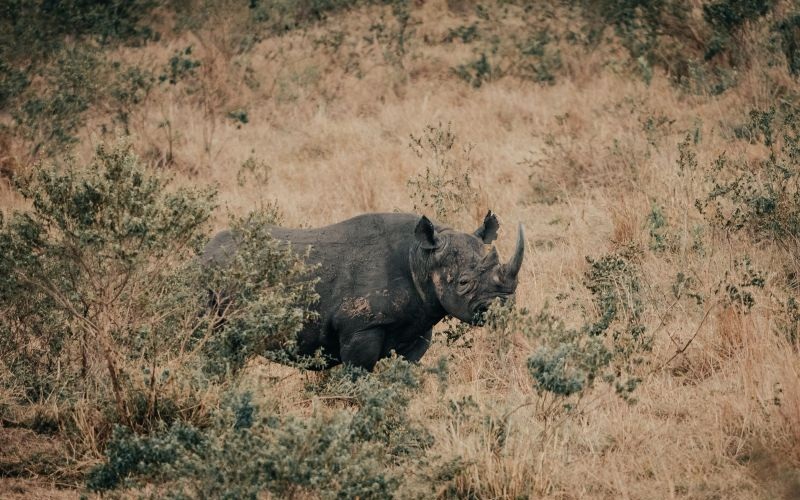 Wilderness Usawa Serengeti