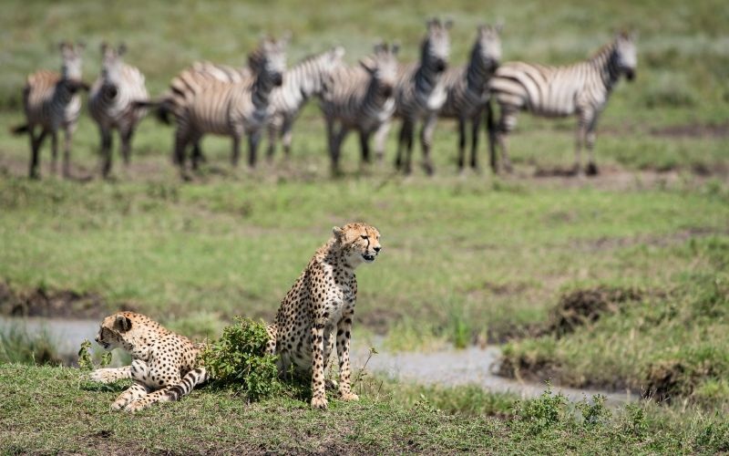 Wilderness Usawa Serengeti