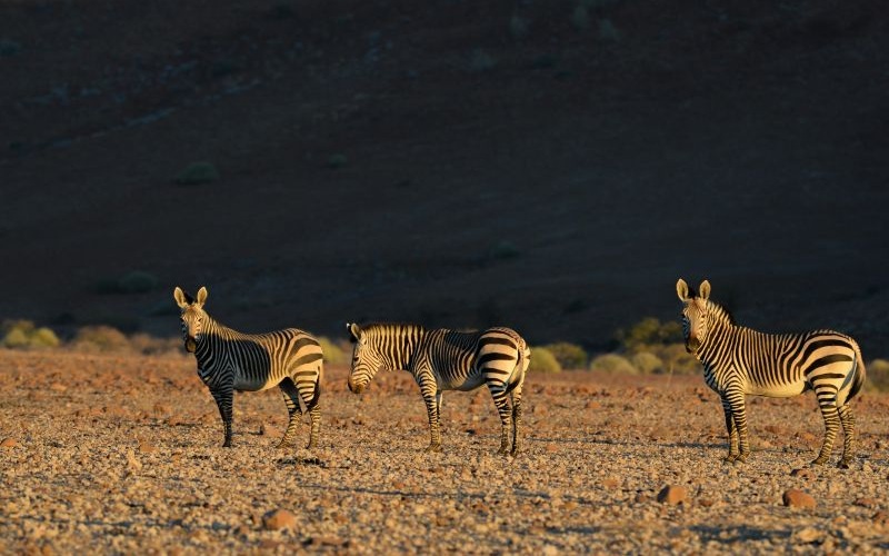 Desert Rhino