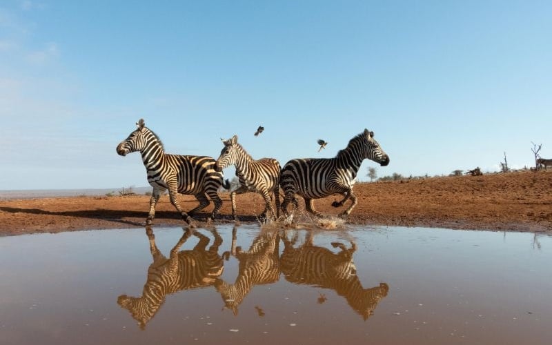 Soroi Cheetah Tented Camp