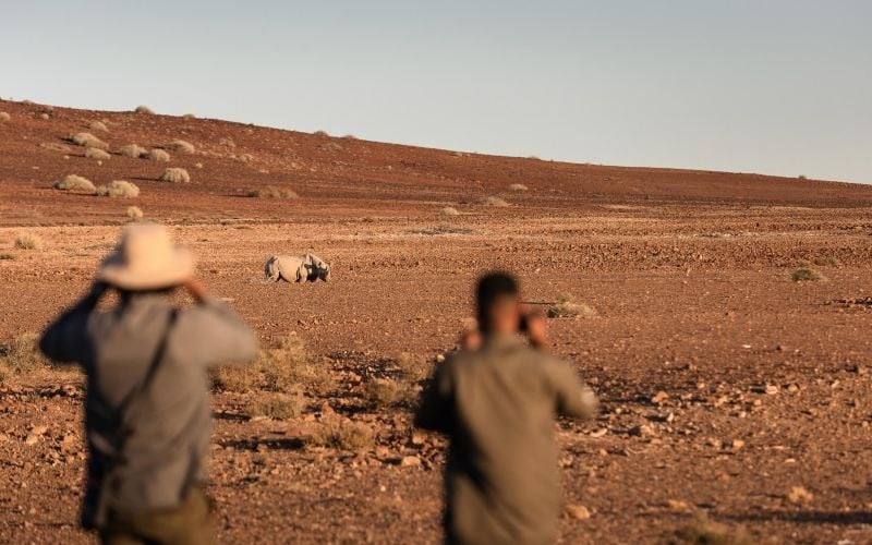 Desert Rhino