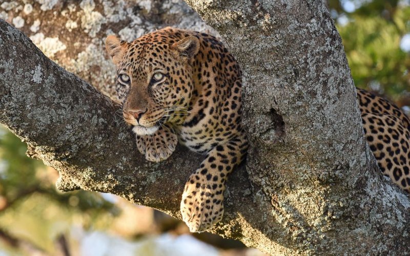 Wilderness Usawa Serengeti