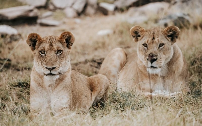 Wilderness Usawa Serengeti