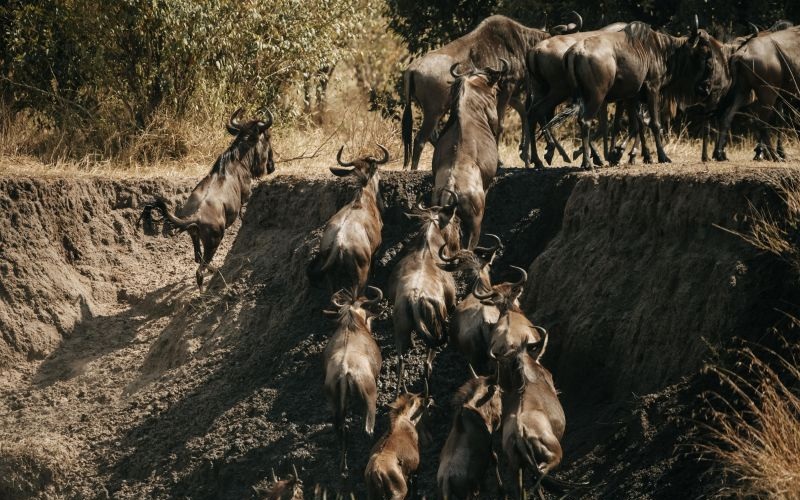 Wilderness Usawa Serengeti