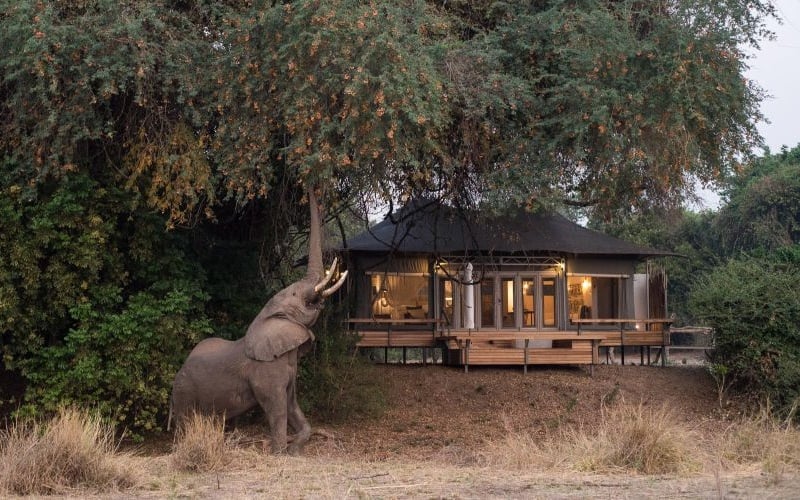 Wilderness Chikwenya