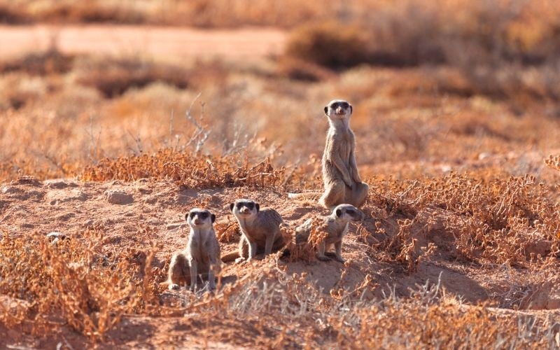 AfriCamps-KleinKaroo-Meerkats