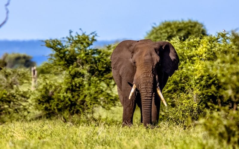 AfriCamps-Mackers-Elephant