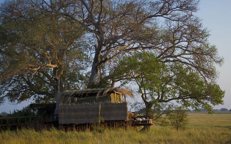 Wilderness Shumba