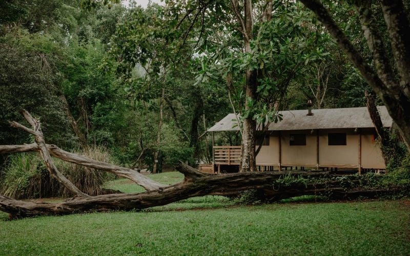 AfriCamps-Mackers-tree