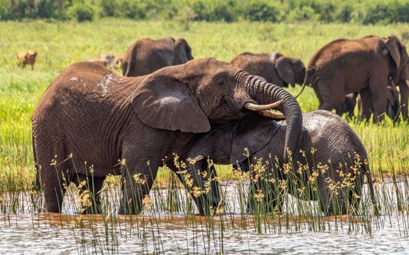 AfriCamps-WhiteElephant-Elephant