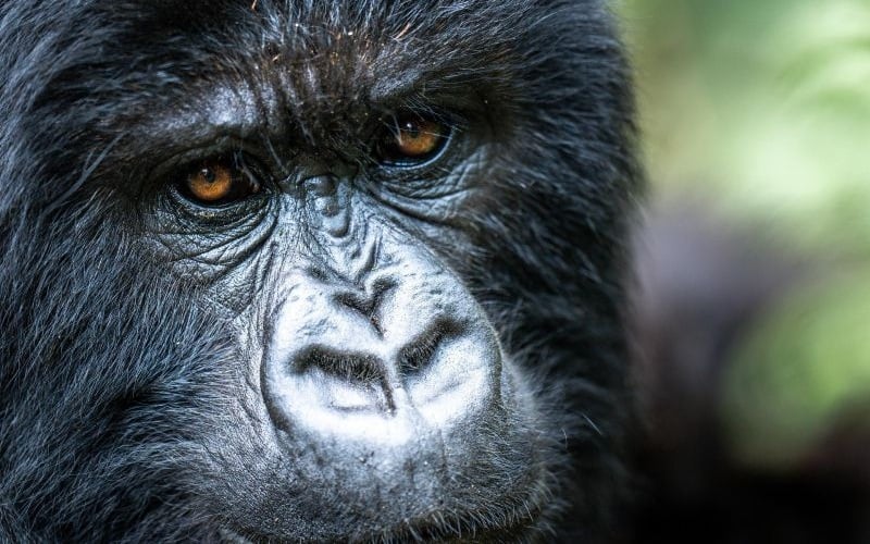 Bisate Reserve