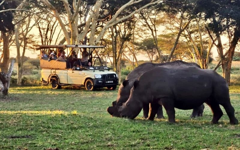 AfriCamps-Bonamanzi-Rhino
