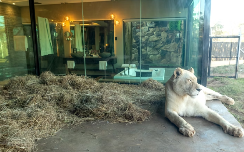 Shekinah-WhiteLion