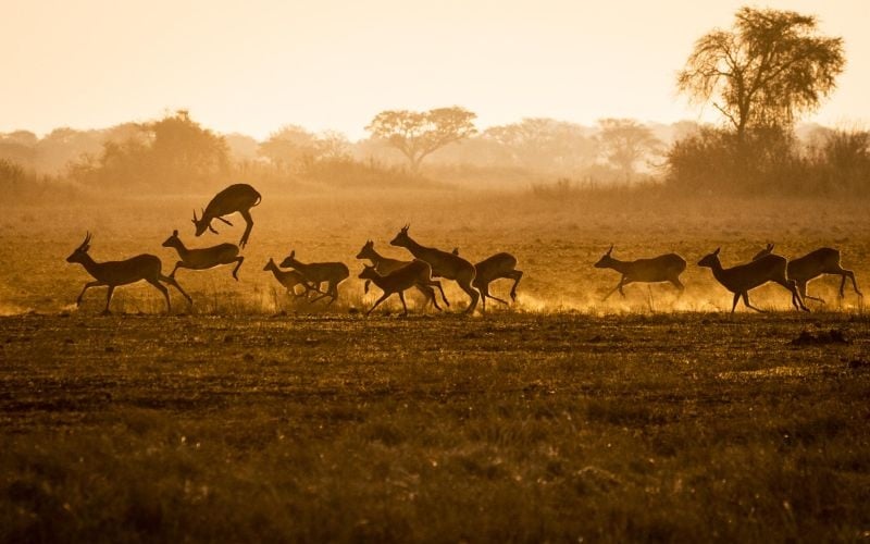 Busanga Bush Camp