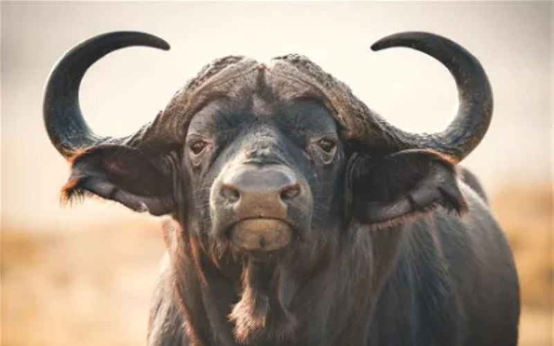 Hartenbos-Game-Buffalo