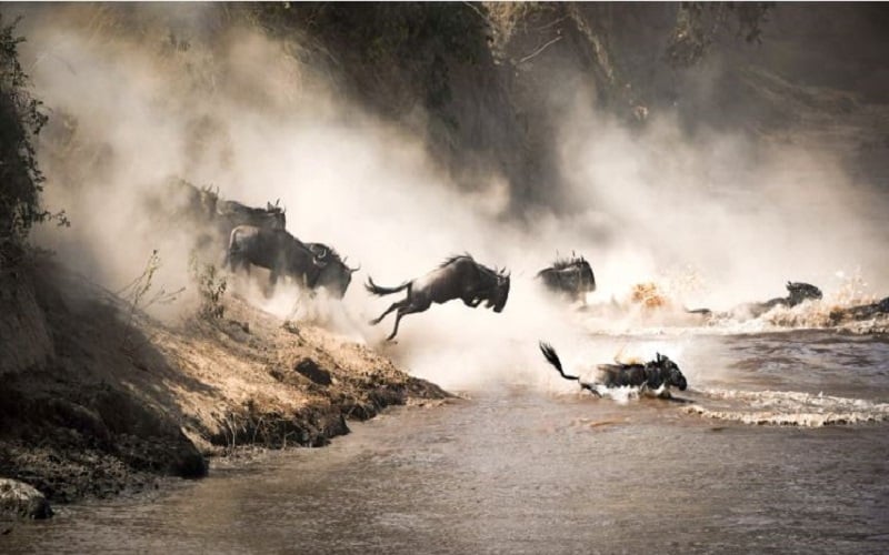 A&K Sanctuary - The Ultimate Great Migration Safari (14 Days)