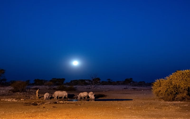 Anderssons at Ongava