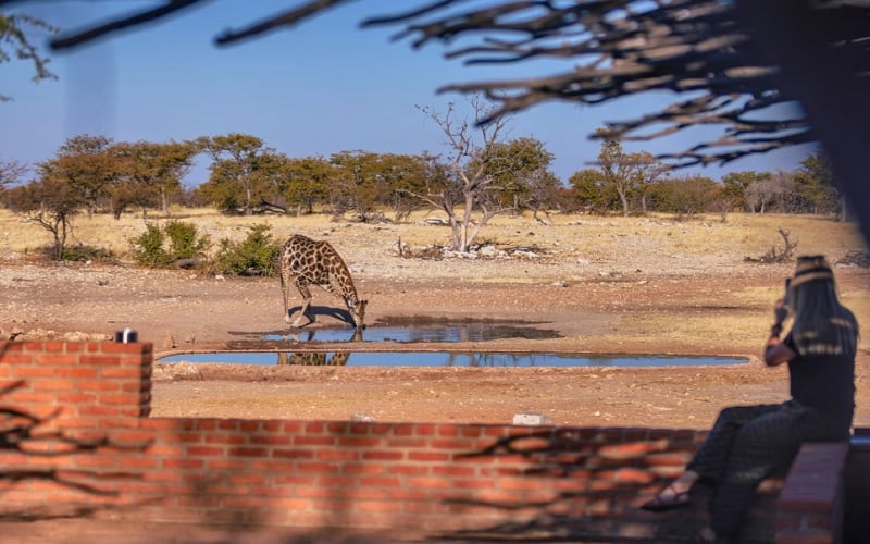 Anderssons at Ongava
