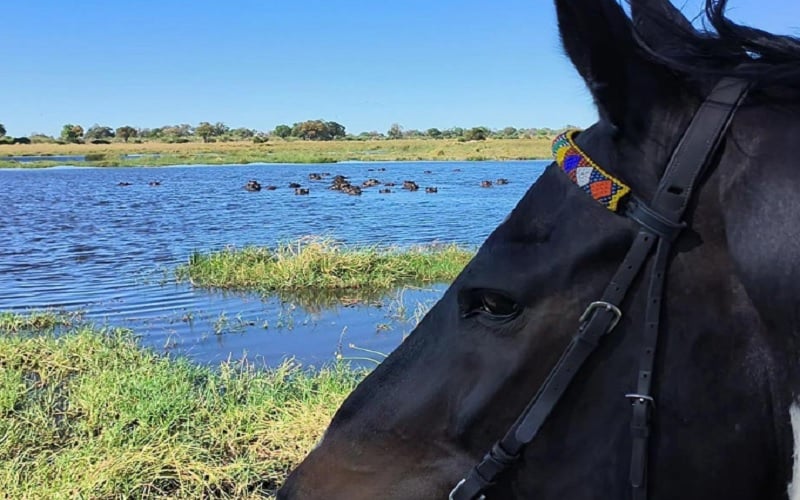 Botswana Horse Back Safari