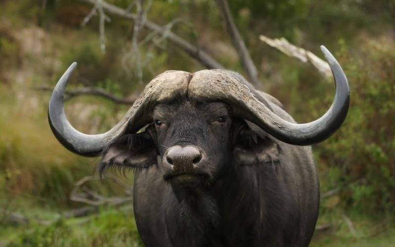 Botliers-Buffalo