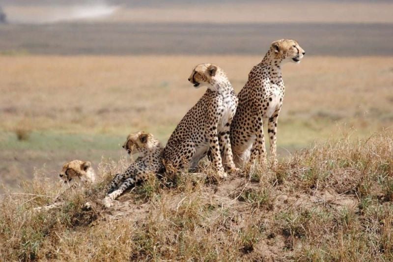 Tanzania Wildlife Breakaway - 7 Days