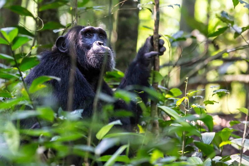 Highlights of Uganda - 11 Days