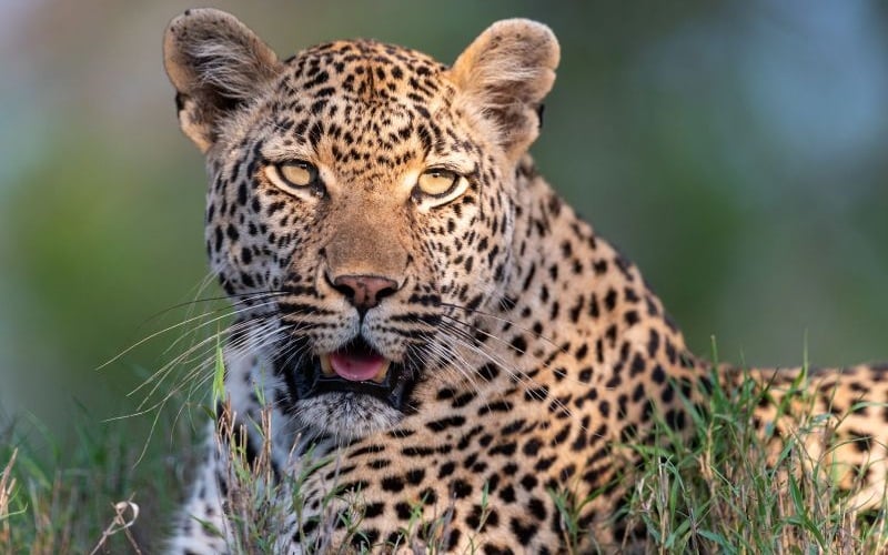 Kruger-Shalati-Leopard
