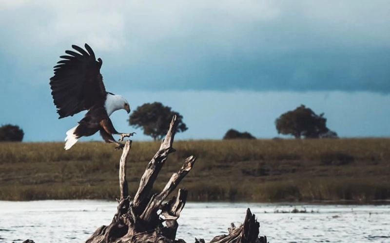 Mdluli-Eagle