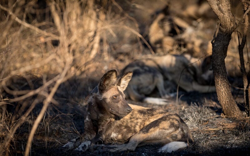 Nkulu-Wildlife1