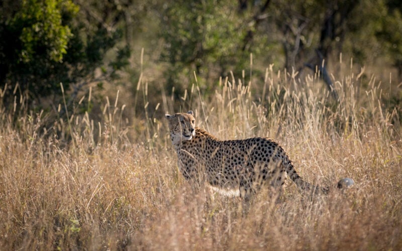 Nkulu-Cheetah