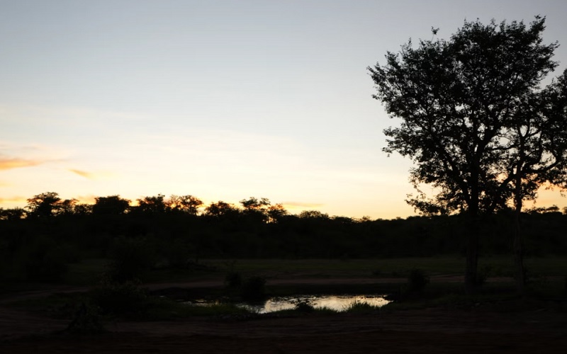 Encounter at Ongava