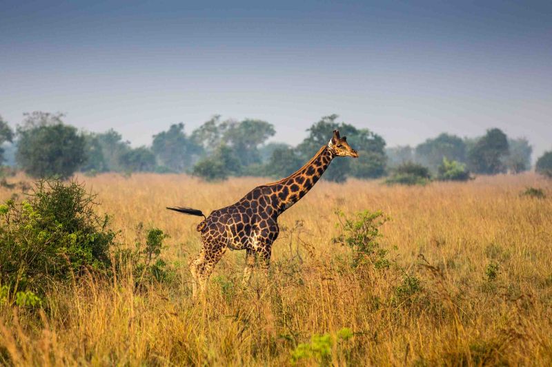 Highlights of Uganda - 11 Days