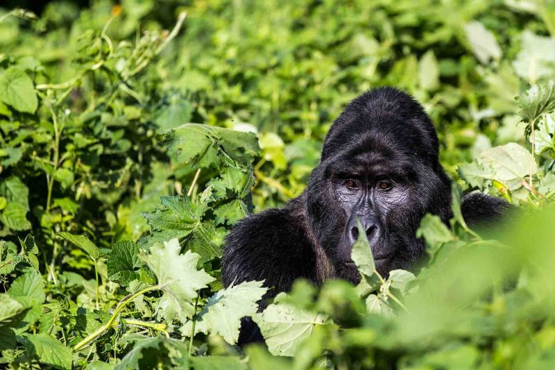 Highlights of Uganda - 11 Days