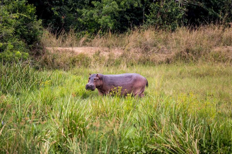 Highlights of Uganda - 11 Days