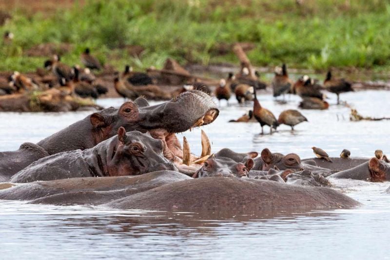 Tanzania Wildlife Breakaway - 7 Days