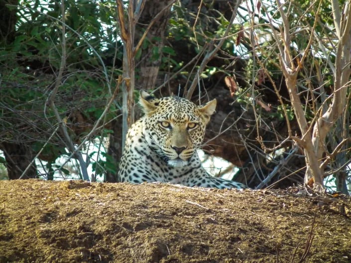 Fly into the Wild - 6 night Kafue National Park fly in Package