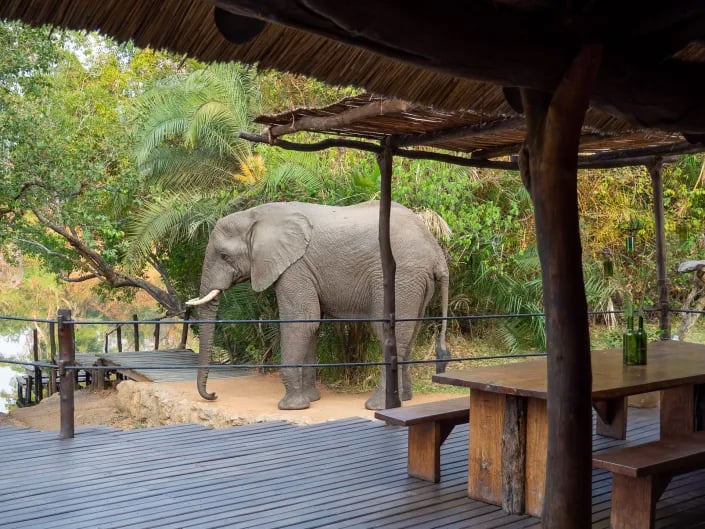 Fly into the Wild - 6 night Kafue National Park fly in Package
