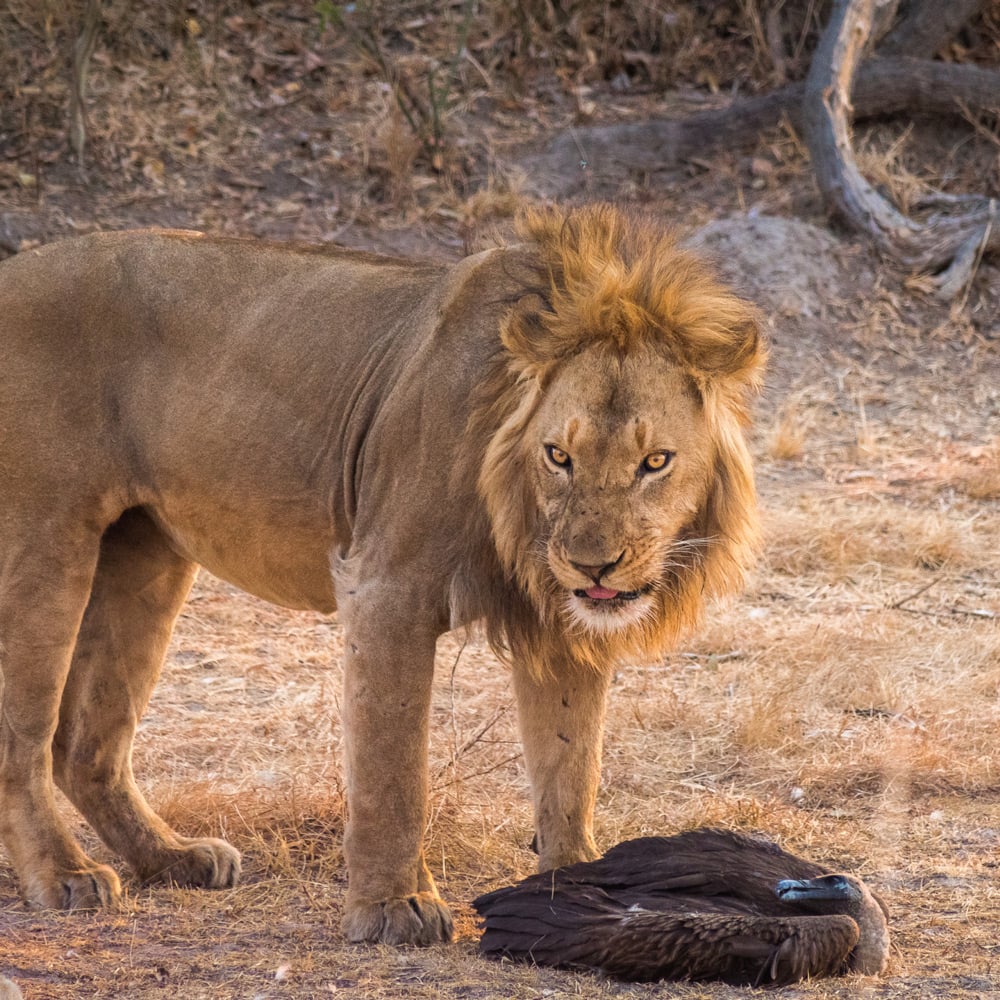 Fly into the Wild - 6 night Kafue National Park fly in Package