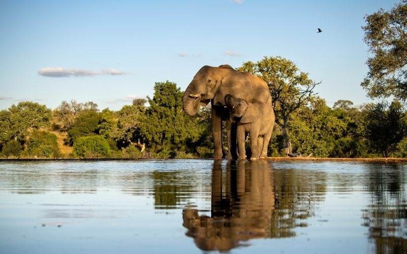 Kings Camp - Elephant