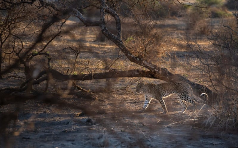 Manyara Secret