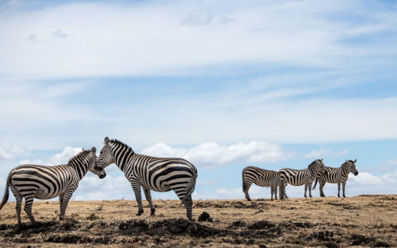 Manyara Secret