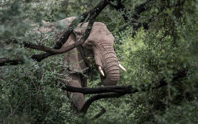 Manyara Secret