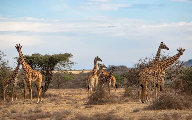 Manyara Secret